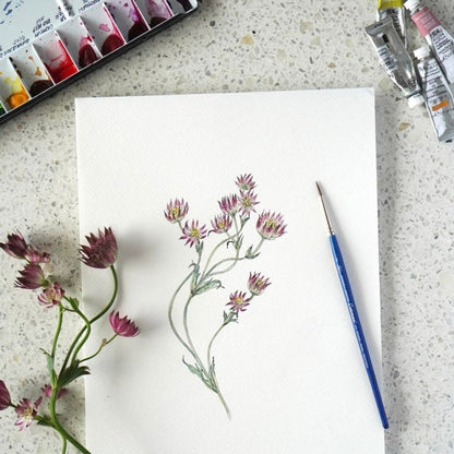 Shiho Sakurai - Botanical Illustration Watercolor Advanced Course November 2024 - April 2025 (3 sessions)